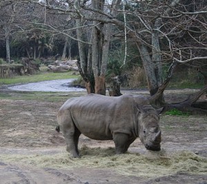 If a rhino is your target market, only show your ad to rhinos. If a rhino is your target market, only show your ad to rhinos.